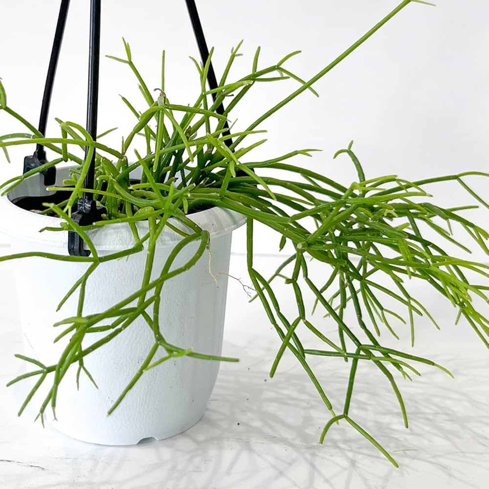 【専用】リプサリス✳︎さま 観葉植物 種類 室内 おしゃれ 吊り下げ リプサリス・プニセオ